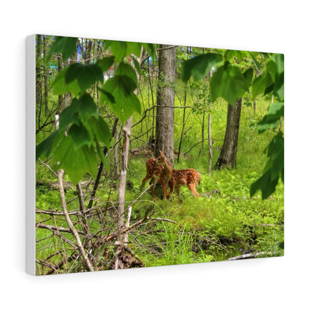 Two Fawns In Clearing - Canadian Wilderness Scene - Wildlife In the Forest - Oil Sketch on Canvas | Canvas Gallery Wraps