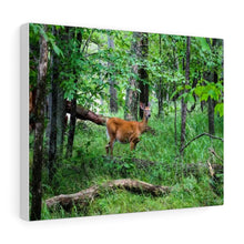 Load image into Gallery viewer, Lone Deer Fawn - Canadian Wilderness Scene - Outdoors - Oil Sketch on Canvas |  Gallery Wraps
