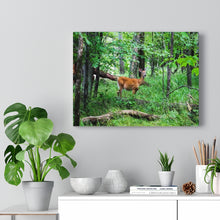 Load image into Gallery viewer, Lone Deer Fawn - Canadian Wilderness Scene - Outdoors - Oil Sketch on Canvas |  Gallery Wraps
