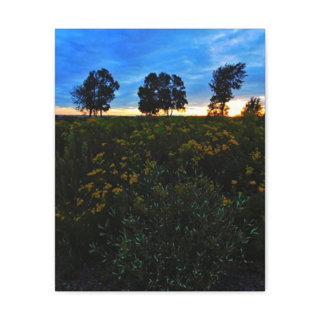 Three Trees Sunset - Nature Wilderness Photography - Art and Photography - Oil Sketch on Canvas - Canvas Gallery Wraps