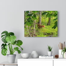 Load image into Gallery viewer, Two Fawns In Clearing - Canadian Wilderness Scene - Wildlife In the Forest - Oil Sketch on Canvas | Canvas Gallery Wraps
