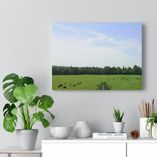 Load image into Gallery viewer, Cows Farm Field - Ottawa Valley Scene - Photography - Oil Sketch on Canvas |  Gallery Wraps
