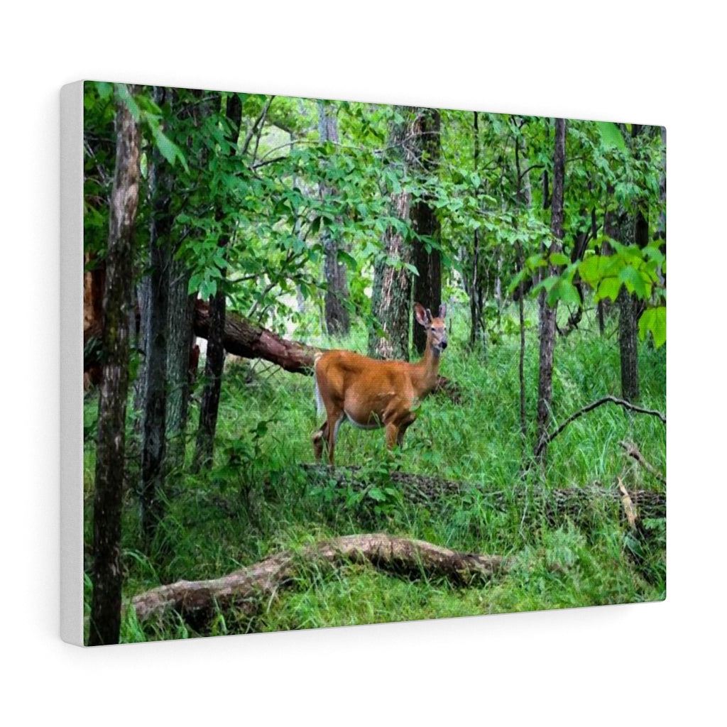 Lone Deer Fawn - Canadian Wilderness Scene - Outdoors - Oil Sketch on Canvas |  Gallery Wraps